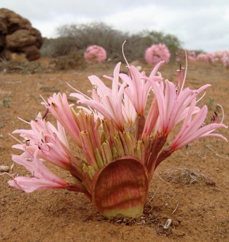 Brunsvigia bosmaniae rounded bract still dominant
